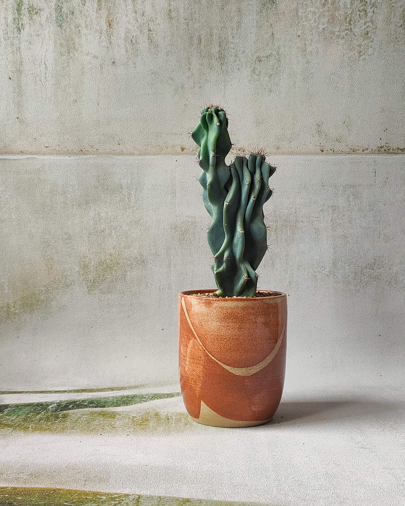 Folk Art Planter paired with cactus, Plant Gifts