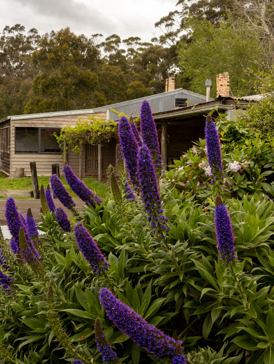 Garden in The Otways