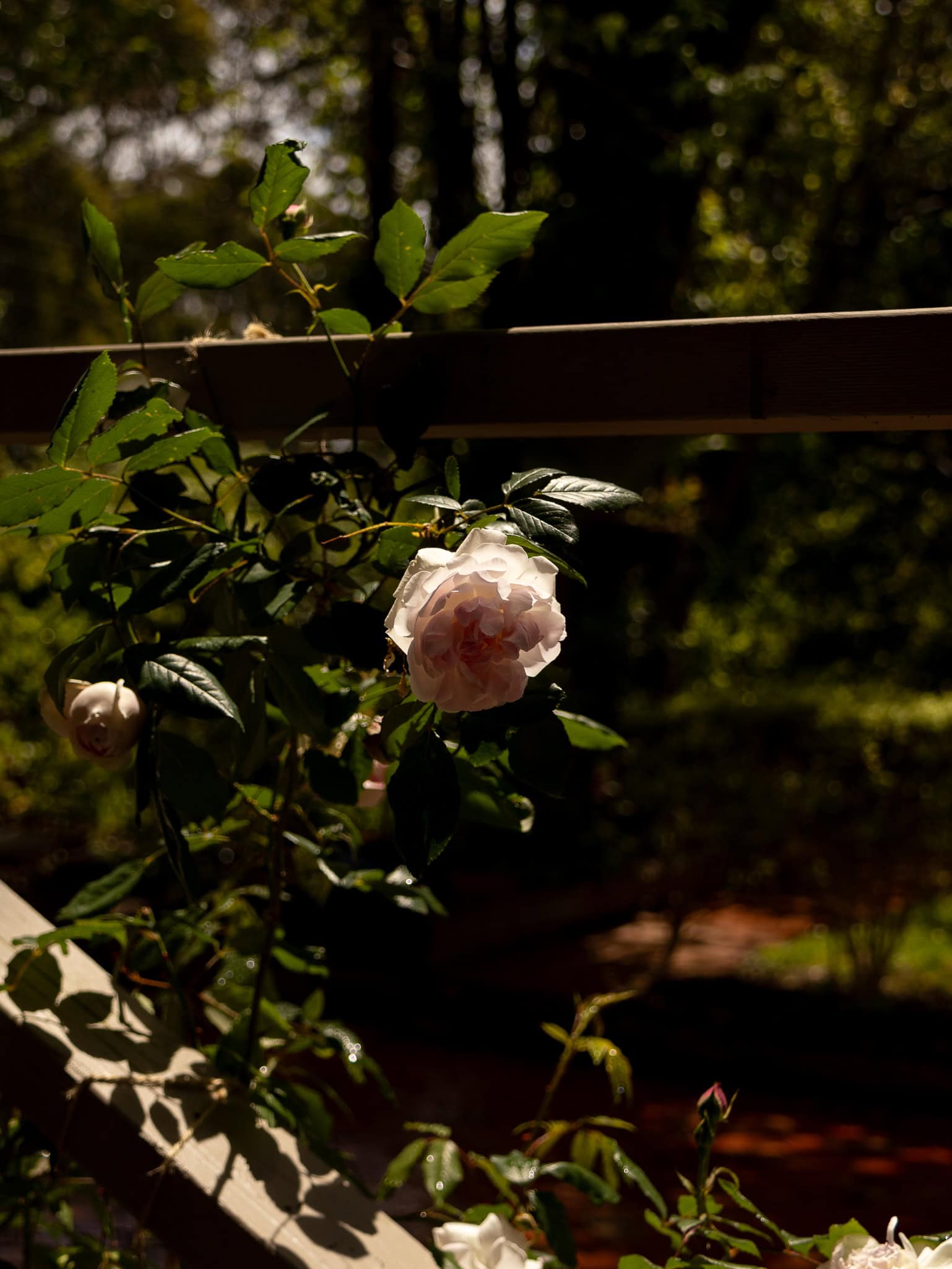 Roses in The Otways