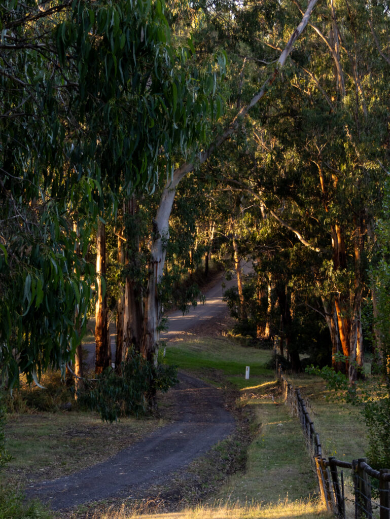 The driveway at Gellibrand Pottery
