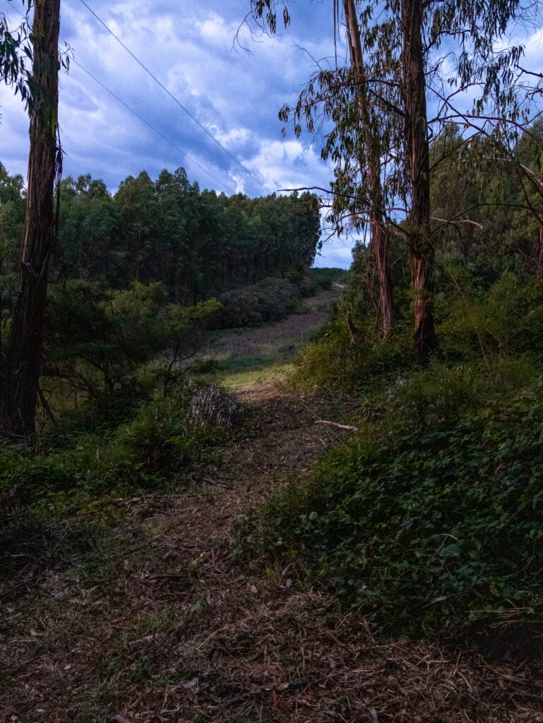 Pathway cleared at Gellibrand Pottery