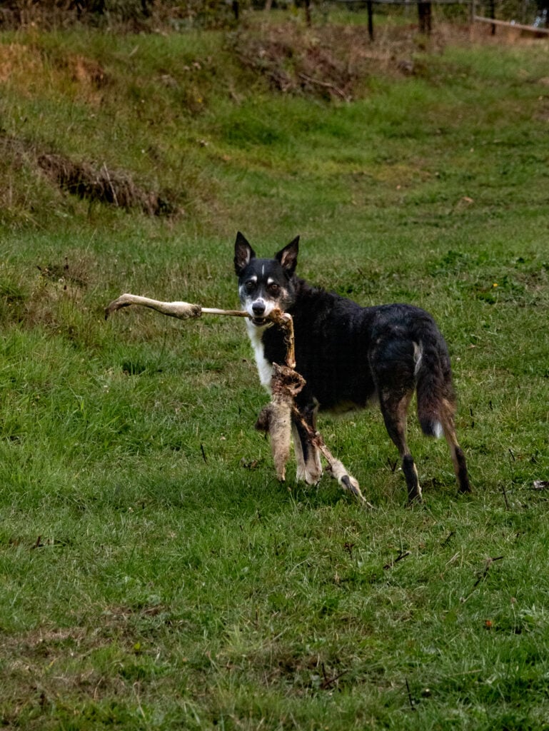 Moby finds a kangaroo leg at Gellibrand Pottery