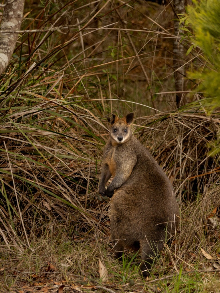 Wallaby at Gellibrand Pottery