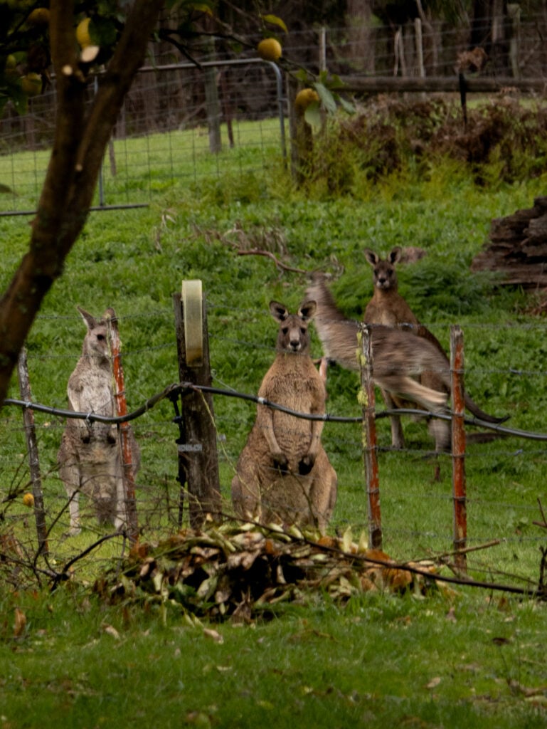 Kangaroos at Gellibrand Pottery