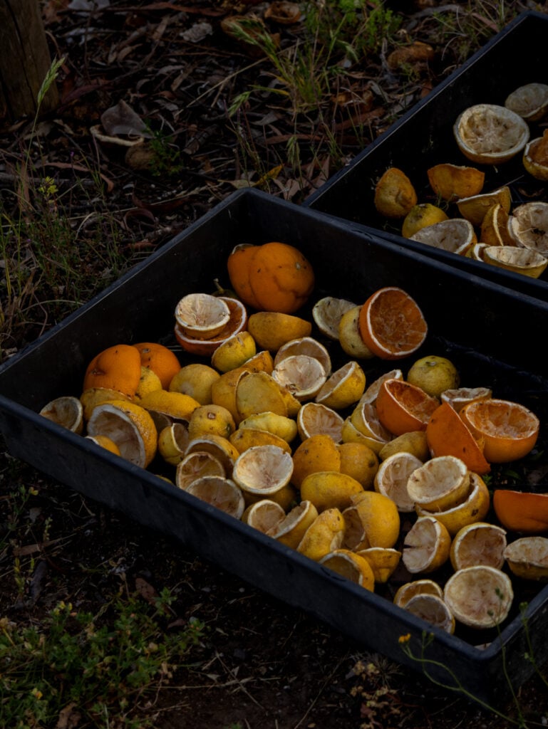 Lemons for the bowerbirds at Gellibrand Pottery