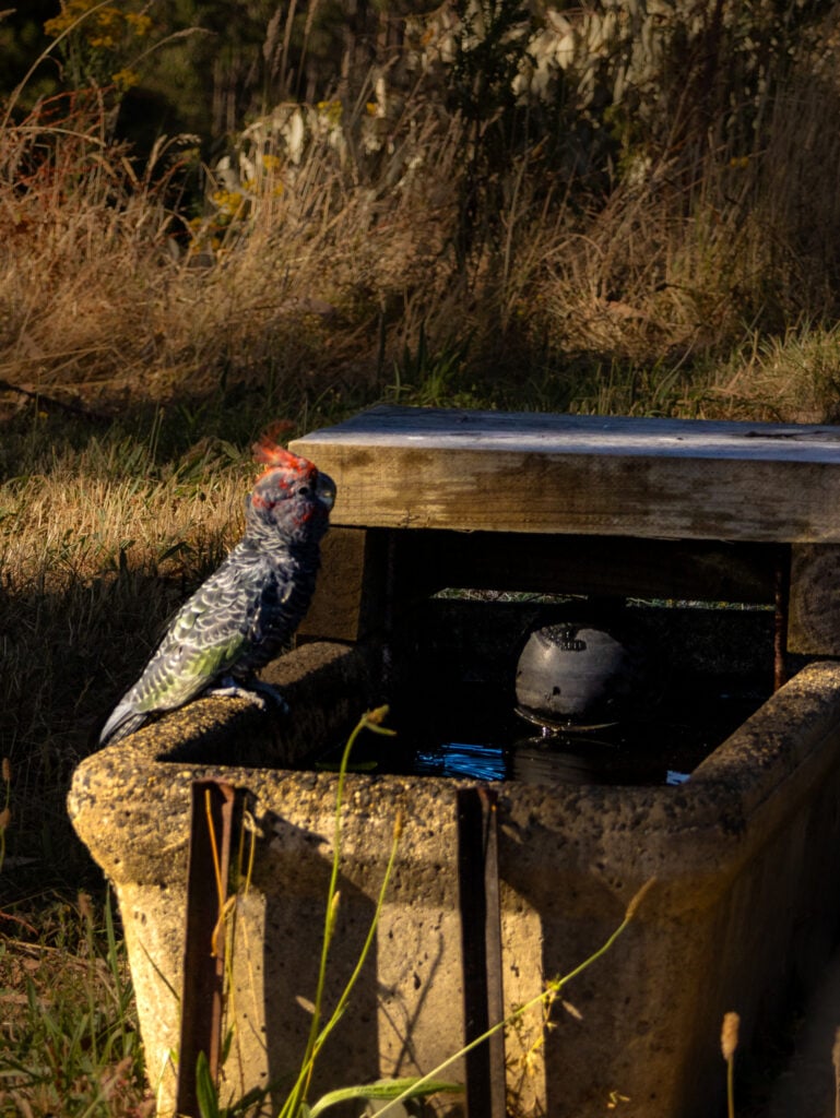 Gang gang cockatoo drinking from the trough at Gellibrand Pottery