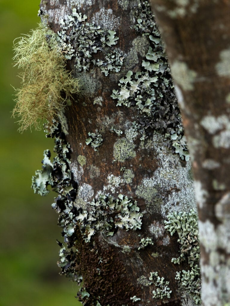 Lichen on the trees at Gellibrand Pottery with Usnea