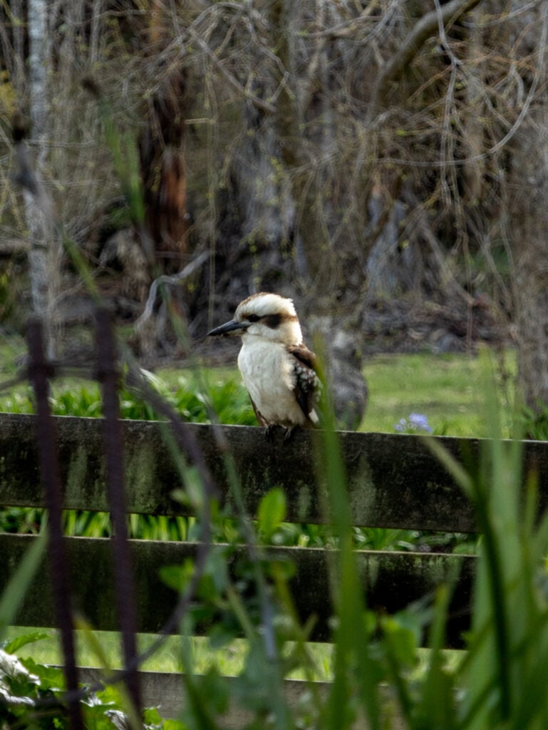Kookaburra at Gellibrand Pottery